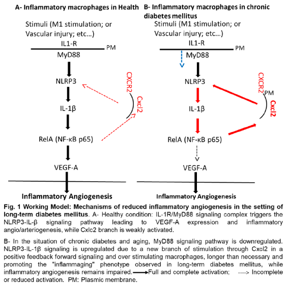 (Fig. 1 working model)